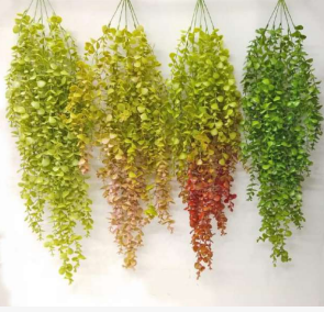 Large Oval Leaf Hanging Creeper