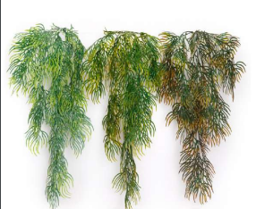 Thin Spider Leaf Hanging Creeper