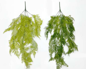 Moss Ferns Hanging Creeper