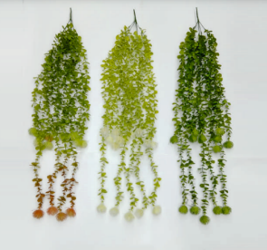 Eucalyptus with Ball Hanging Creeper