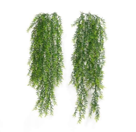 Baby Asparagus Hanging Creepers