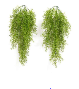 Big Asparagus Hanging Creepers