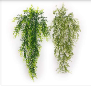 New 86 Leaves Asparagus Hanging Creeper