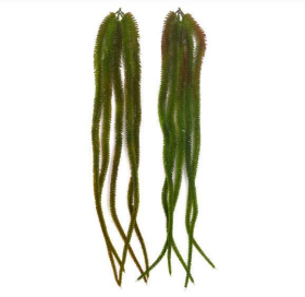 5 Head English Grass Hanging Creeper