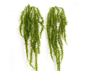 5 Head New Grass Hanging Creeper