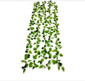 New Money Plant Leaves Veil