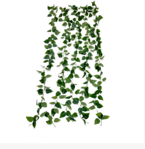 New Green Ficus Leaves Veil