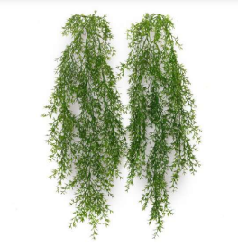 New Asparagus Hanging Creeper