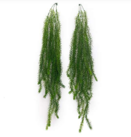 New Colour Asparagus Hanging Creeper