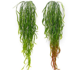 Curling Roots Hanging Creeper