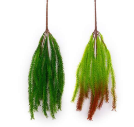 Medium New Asparagus Hanging Creeper