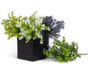 5 Head Colour Asparagus Bush