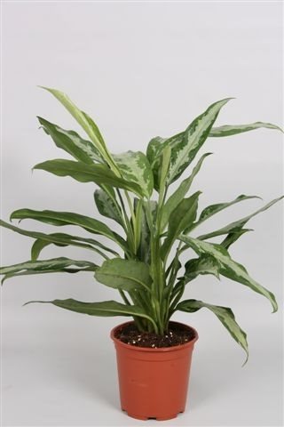black aglaonema Aglaonema Black Lance