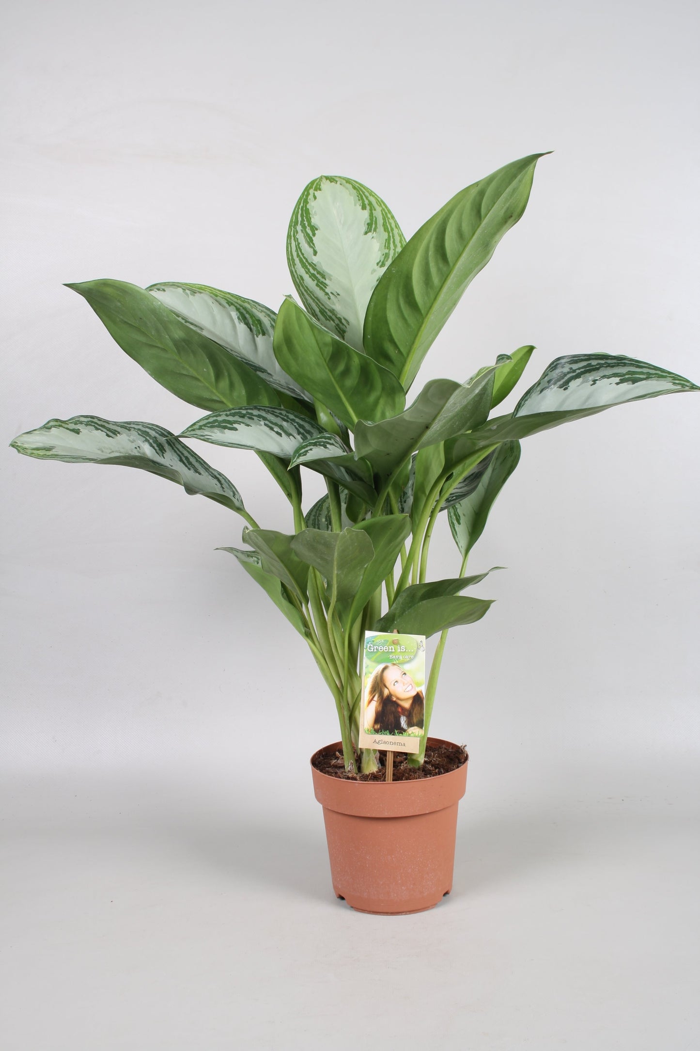 Aglaonema 'Silver Bay' - 10cm Pot