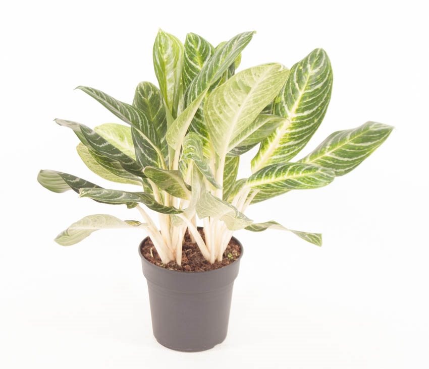 Adenium in a 10cm Pot
