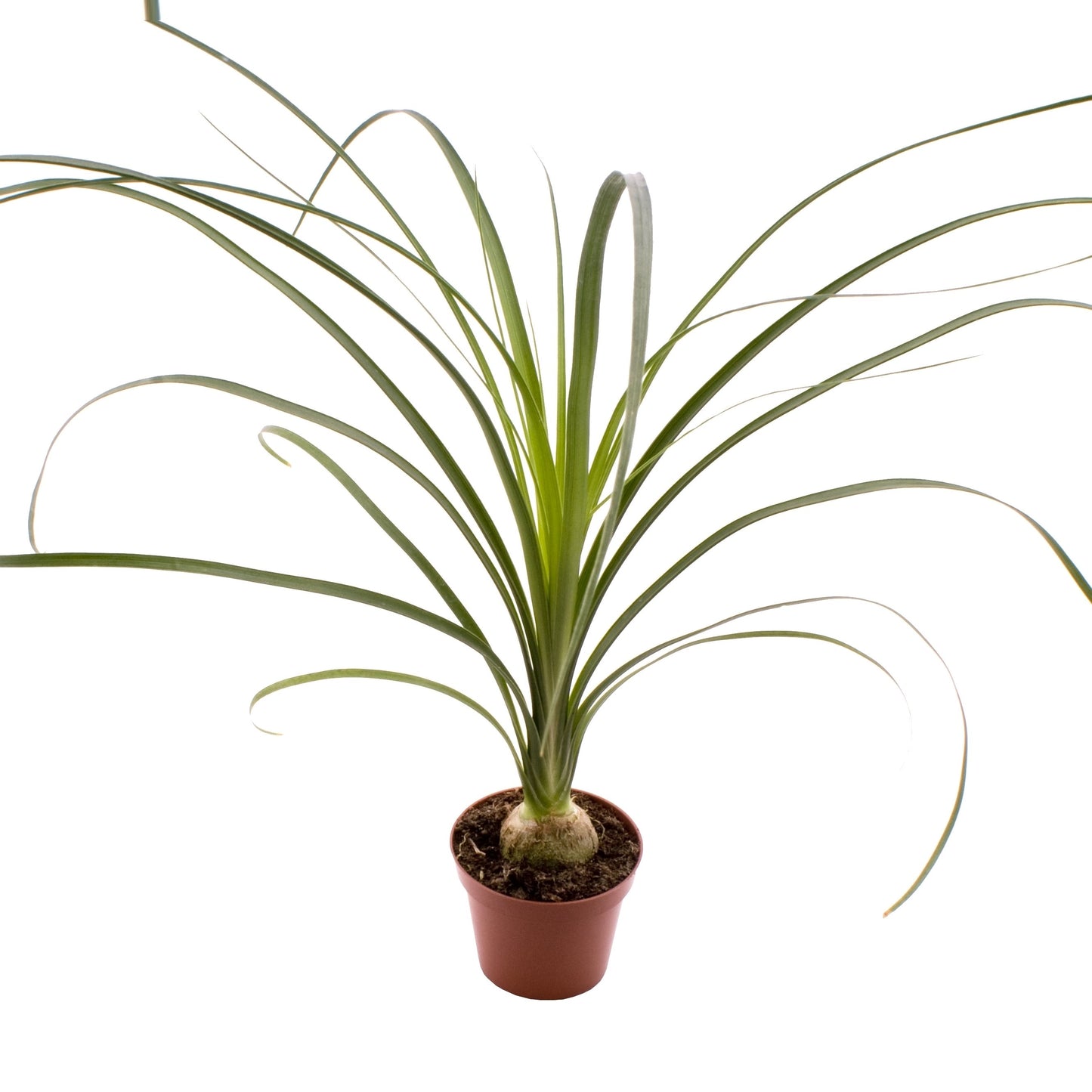 Beaucarnea Recurvata (Nolina) - 10cm Pot