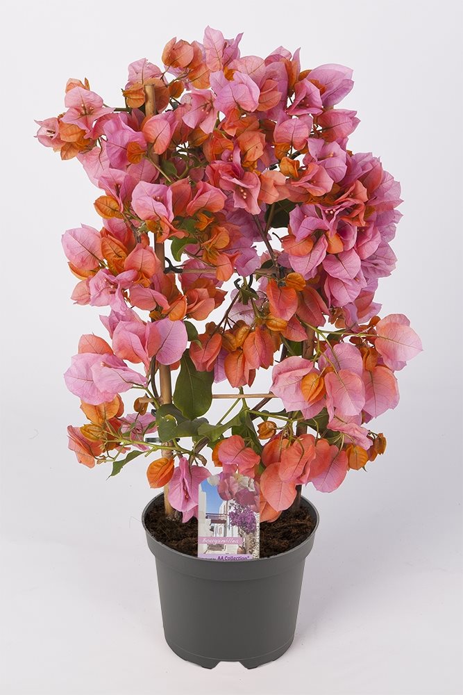 Bougainvillea 'Sanderiana' Afterglow - 10cm Pot