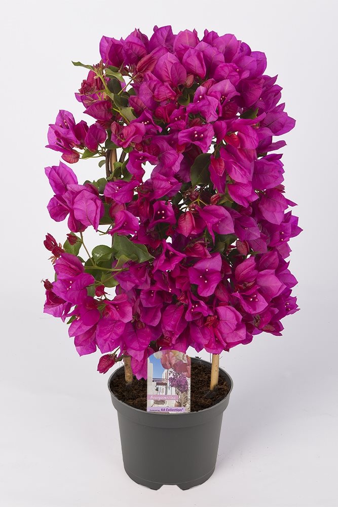Bougainvillea 'Sanderiana' Pink - 10cm Pot