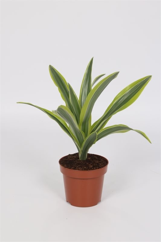 Dracaena Deremensis 'Lemon Lime' - 10cm Pot