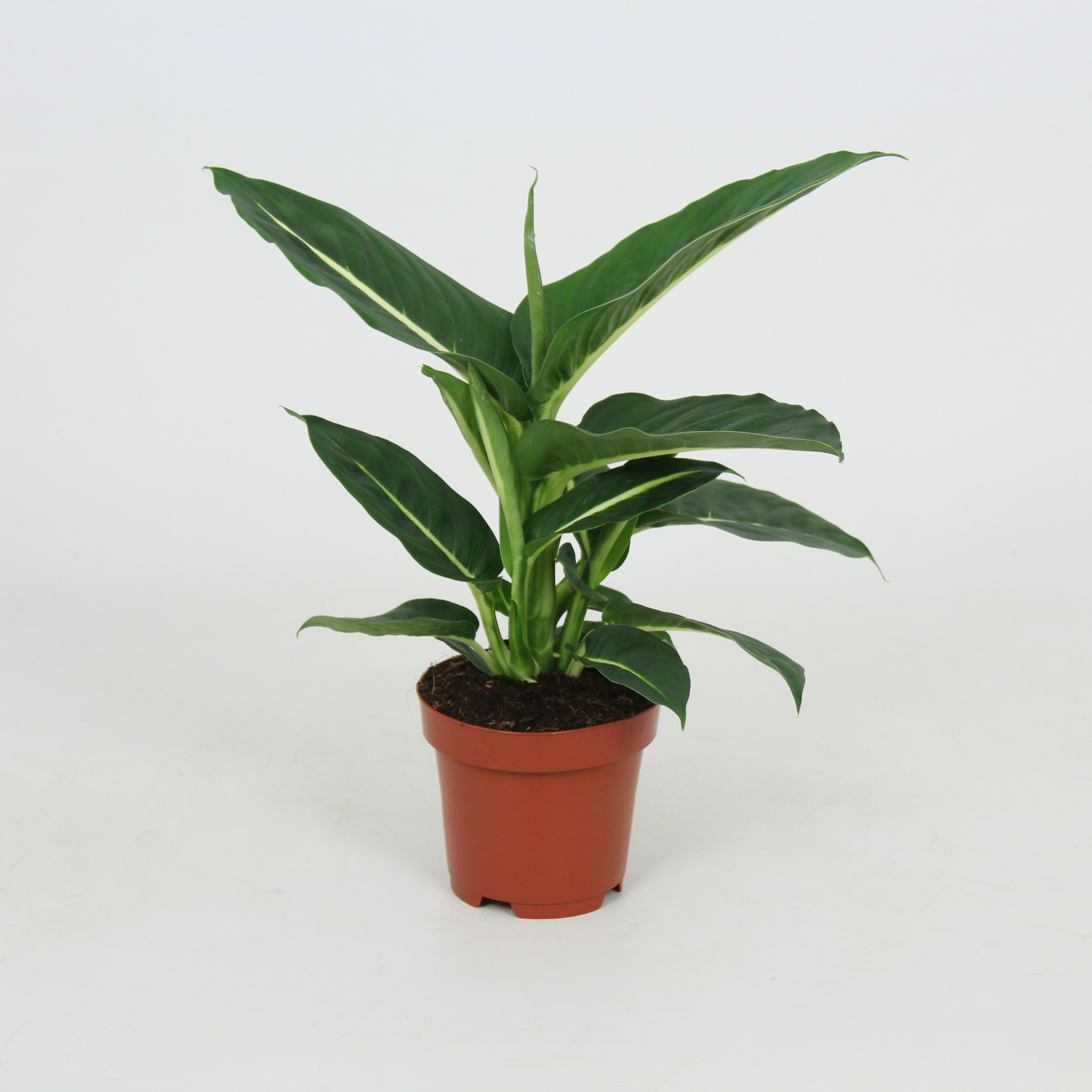 dieffenbachia green magic care Dieffenbachia 'Green Magic'