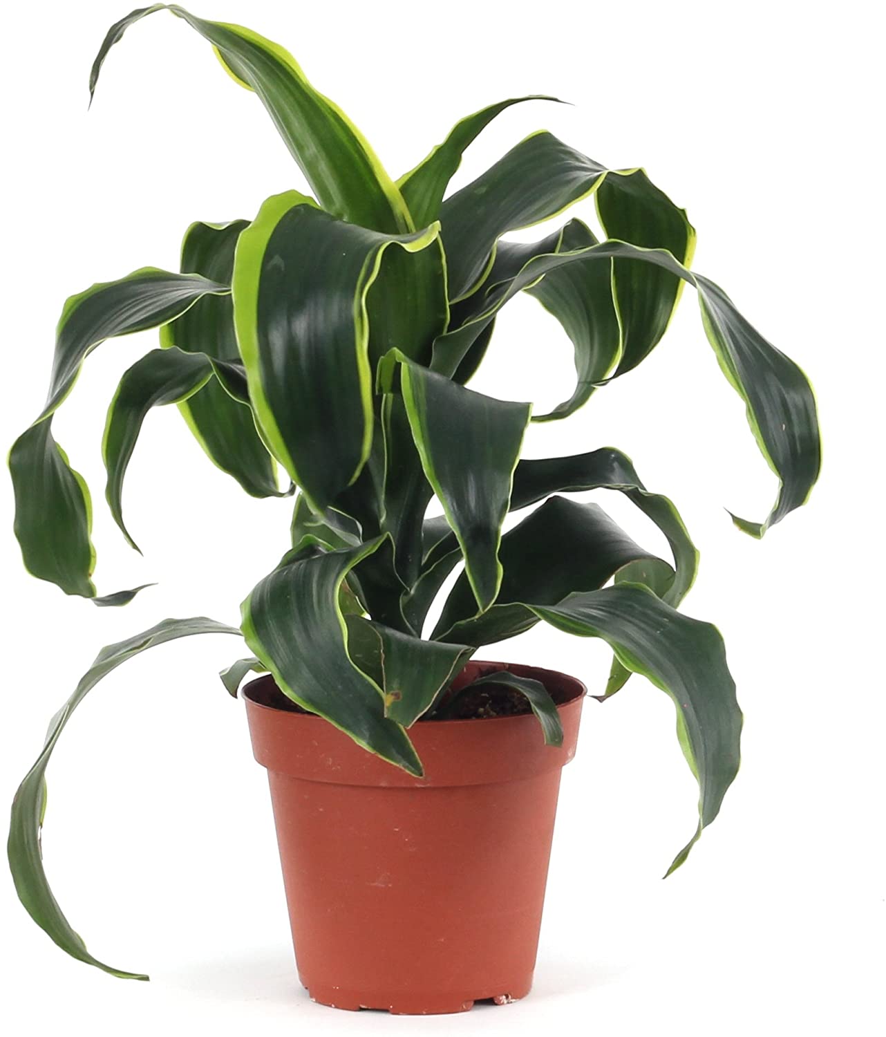 Dracaena Deremensis Dorado - 10cm Pot