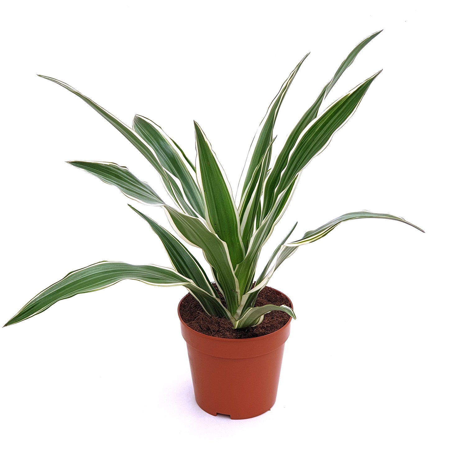 Dracaena Deremensis 'White Stripe' - 10cm Pot