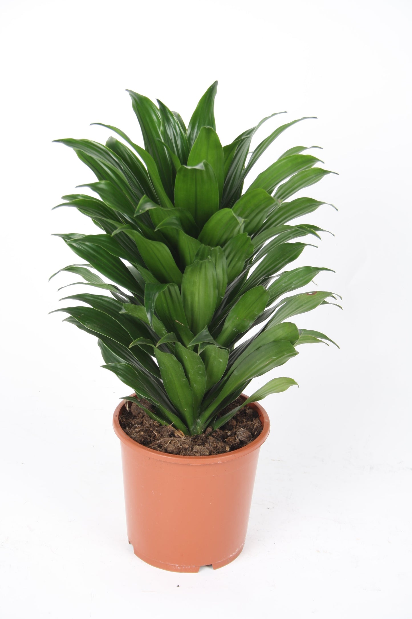 Dracaena Fragrans 'Compacta' - 10cm Pot
