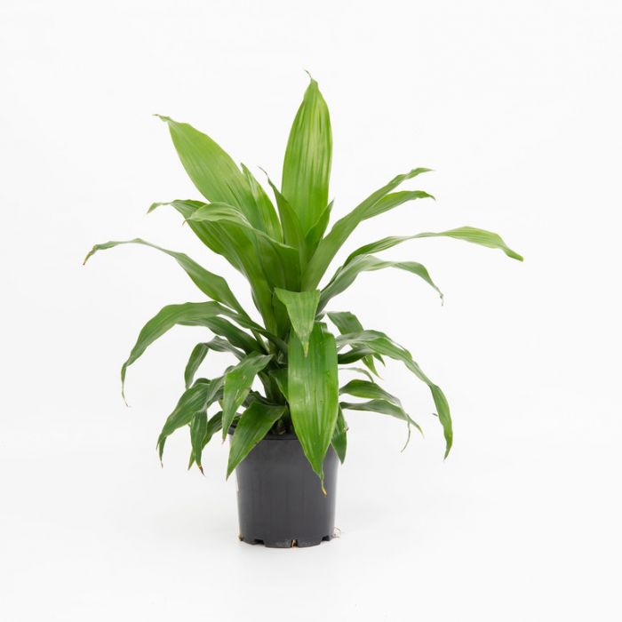 Dracaena Fragrans 'Janet Craig' - 10cm Pot
