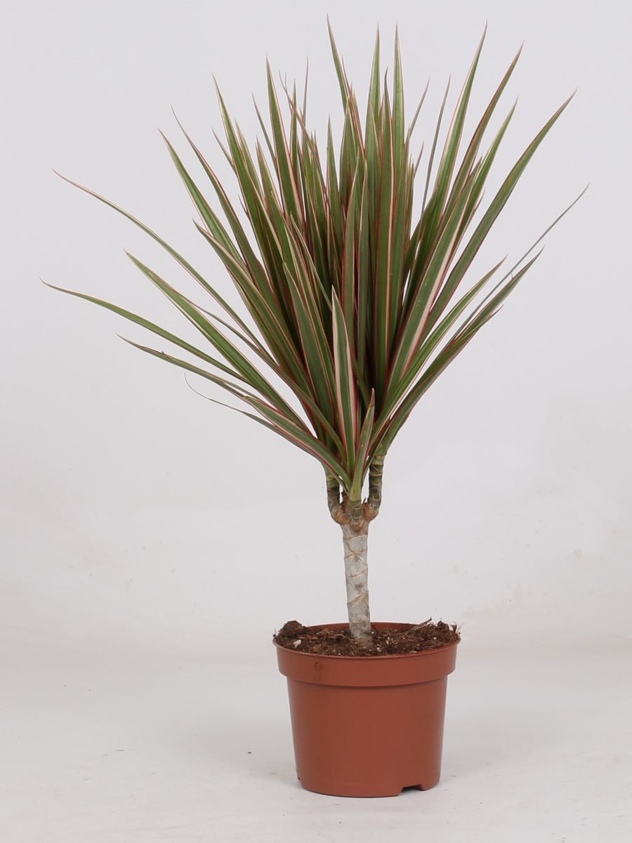Dracaena Marginata 'Bicolor' - 10cm Pot