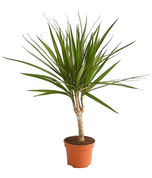 Dracaena Marginata Green - 10cm Pot