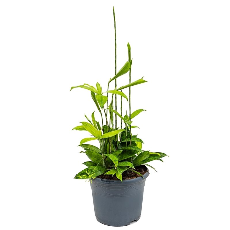 Dracaena Surculosa - 10cm Pot