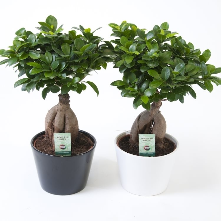 Ficus microcarpa 'Ginseng' - 10cm Pot