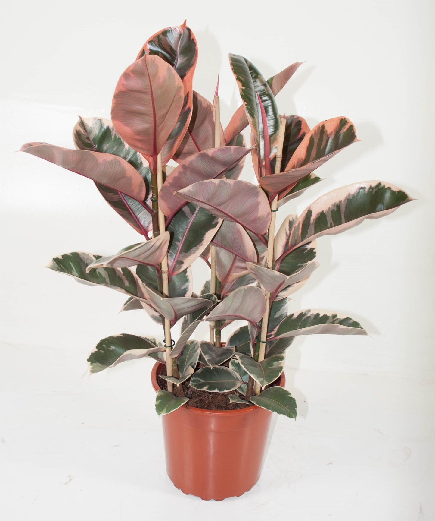 Ficus Elastica 'Belize' - 10cm Pot