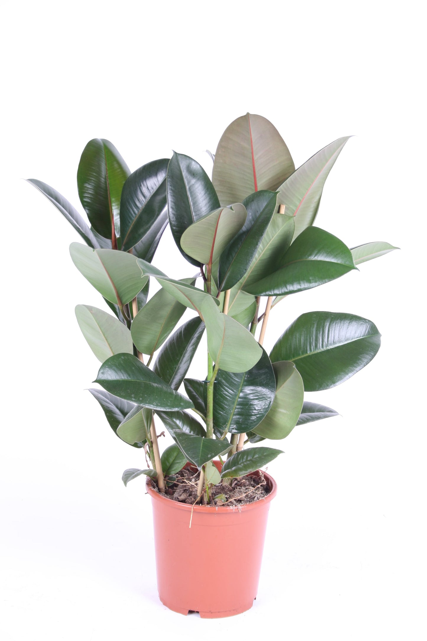 Ficus Elastica 'Robusta' - 10cm Pot