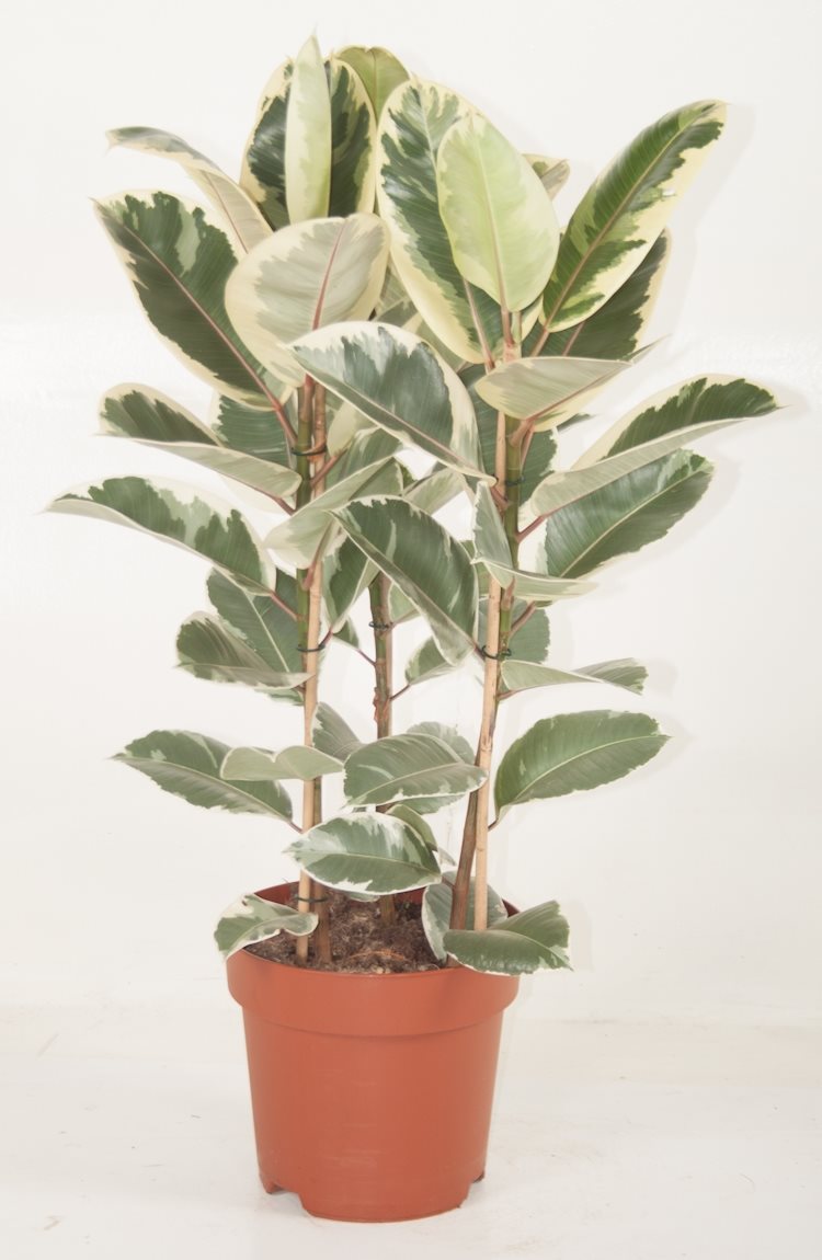 Ficus Elastica 'Tineke' - 10cm Pot