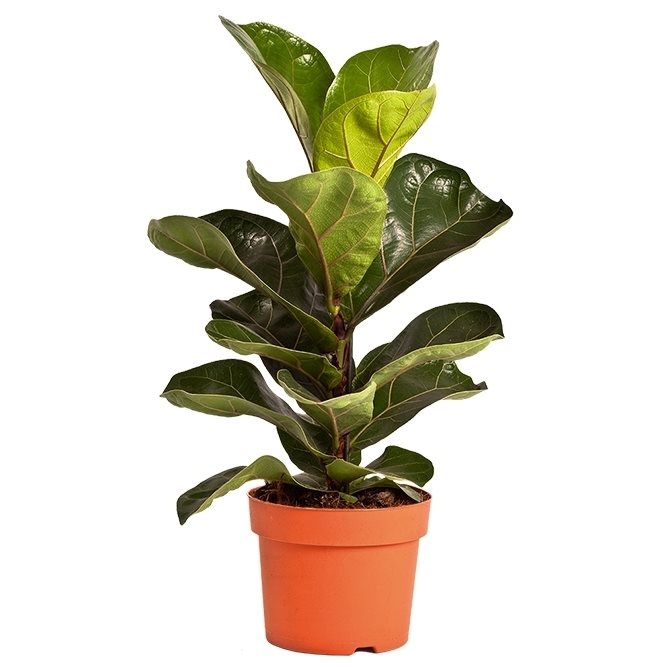 Ficus Lyrata 'Bambino' - 10cm Pot