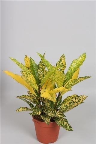 Golden Dust - 10cm Pot
