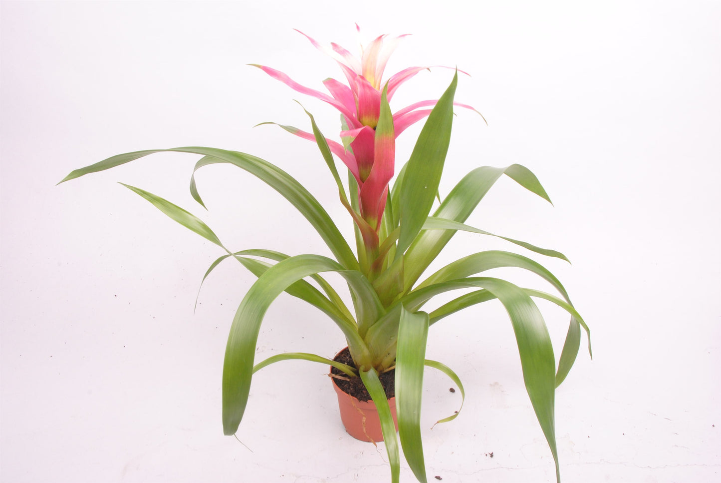 Guzmania Pink - 10cm Pot