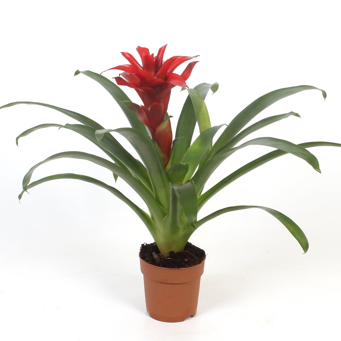 Guzmania Red - 10cm Pot