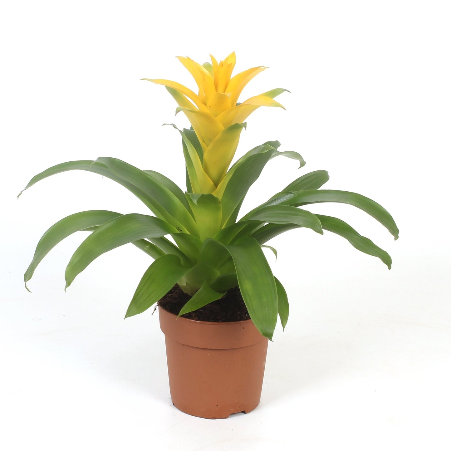 Guzmania Yellow - 10cm Pot