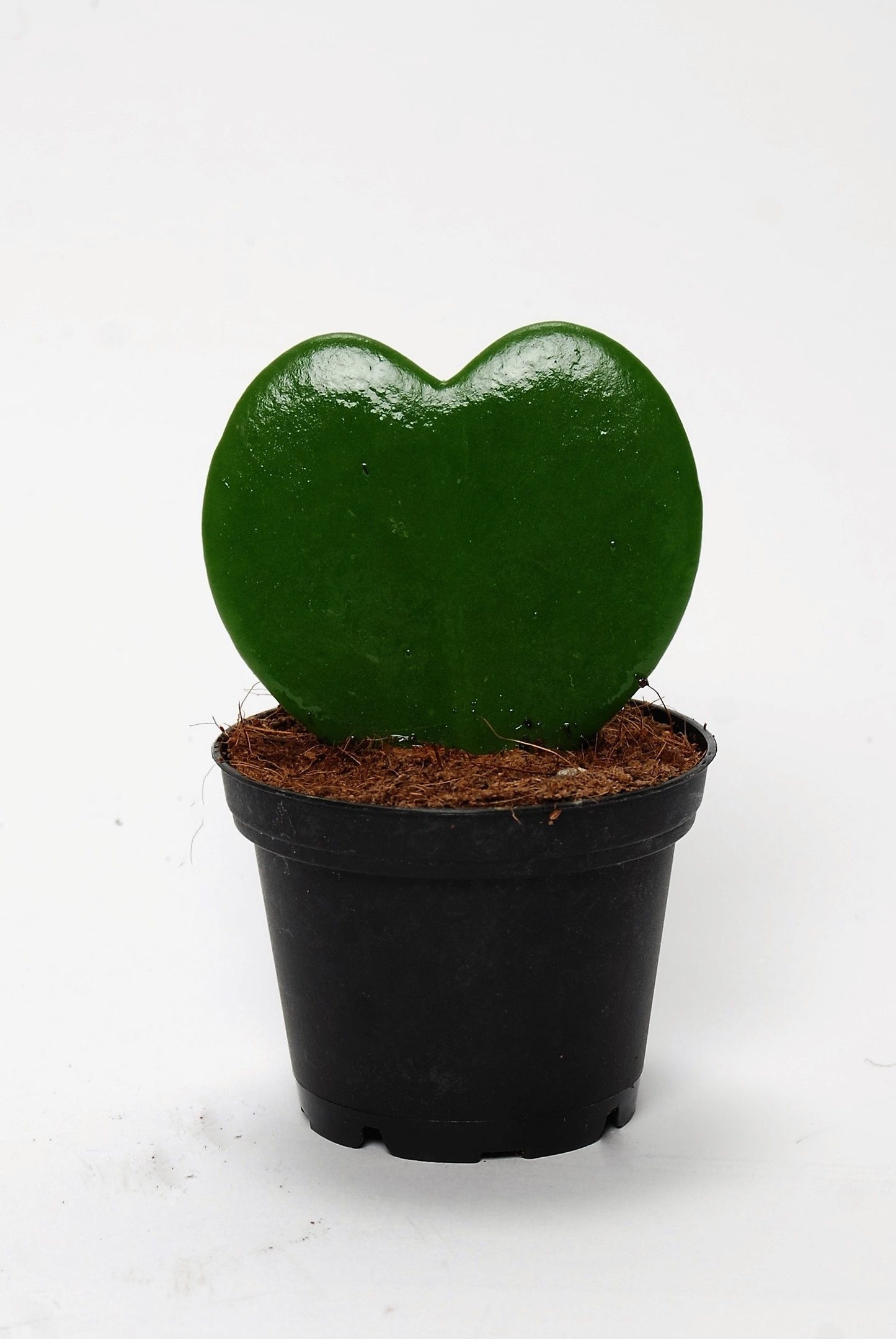 Hoya Kerrii - 10cm Pot