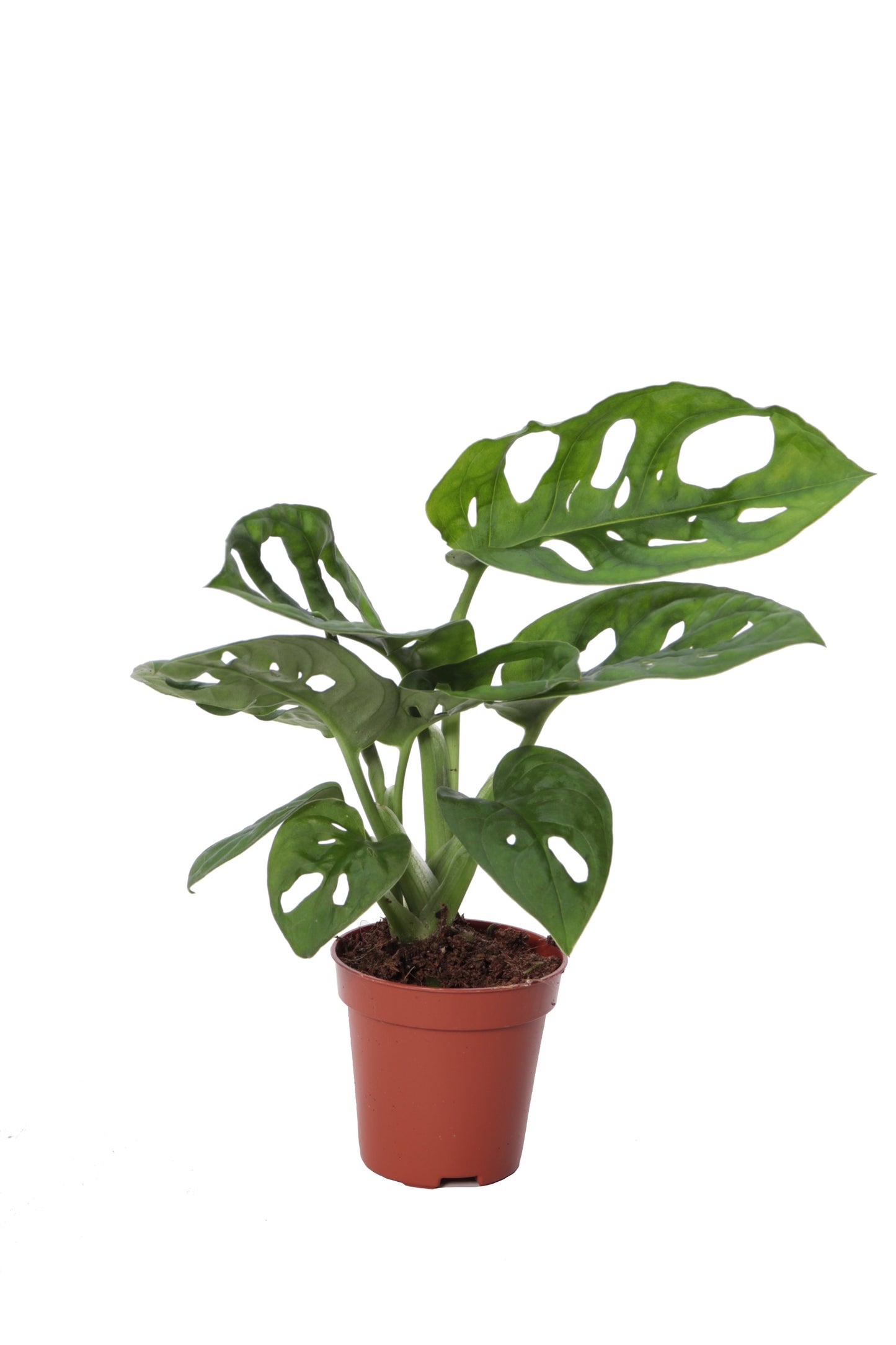 Monstera Adansonii - 10cm Pot