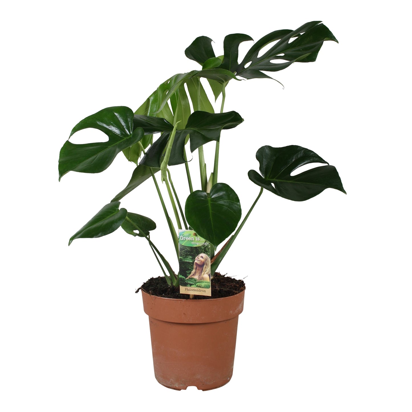Monstera Deliciosa Small - 10cm Pot