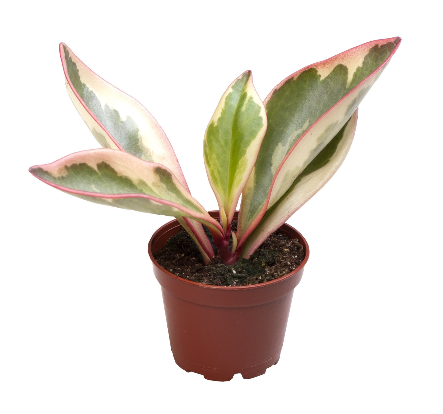 Peperomia Clusiifolia 'Jellie' - 10cm Pot