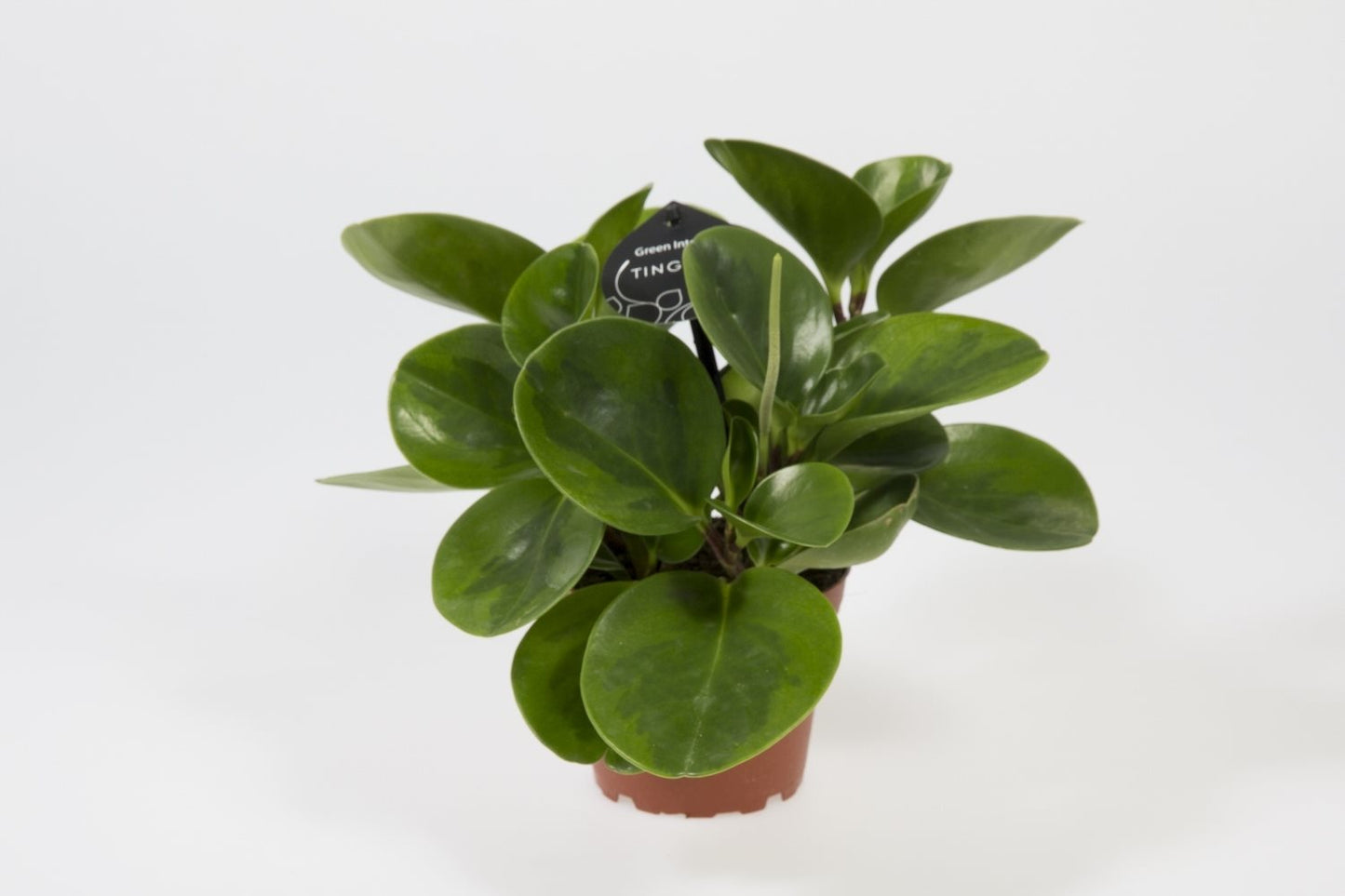 Peperomia Obtusifolia - 10cm Pot