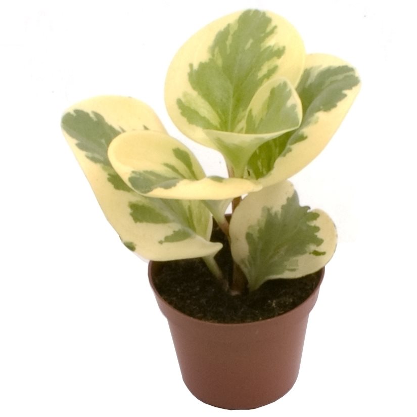 Peperomia Obtusifolia Variegata - 10cm Pot