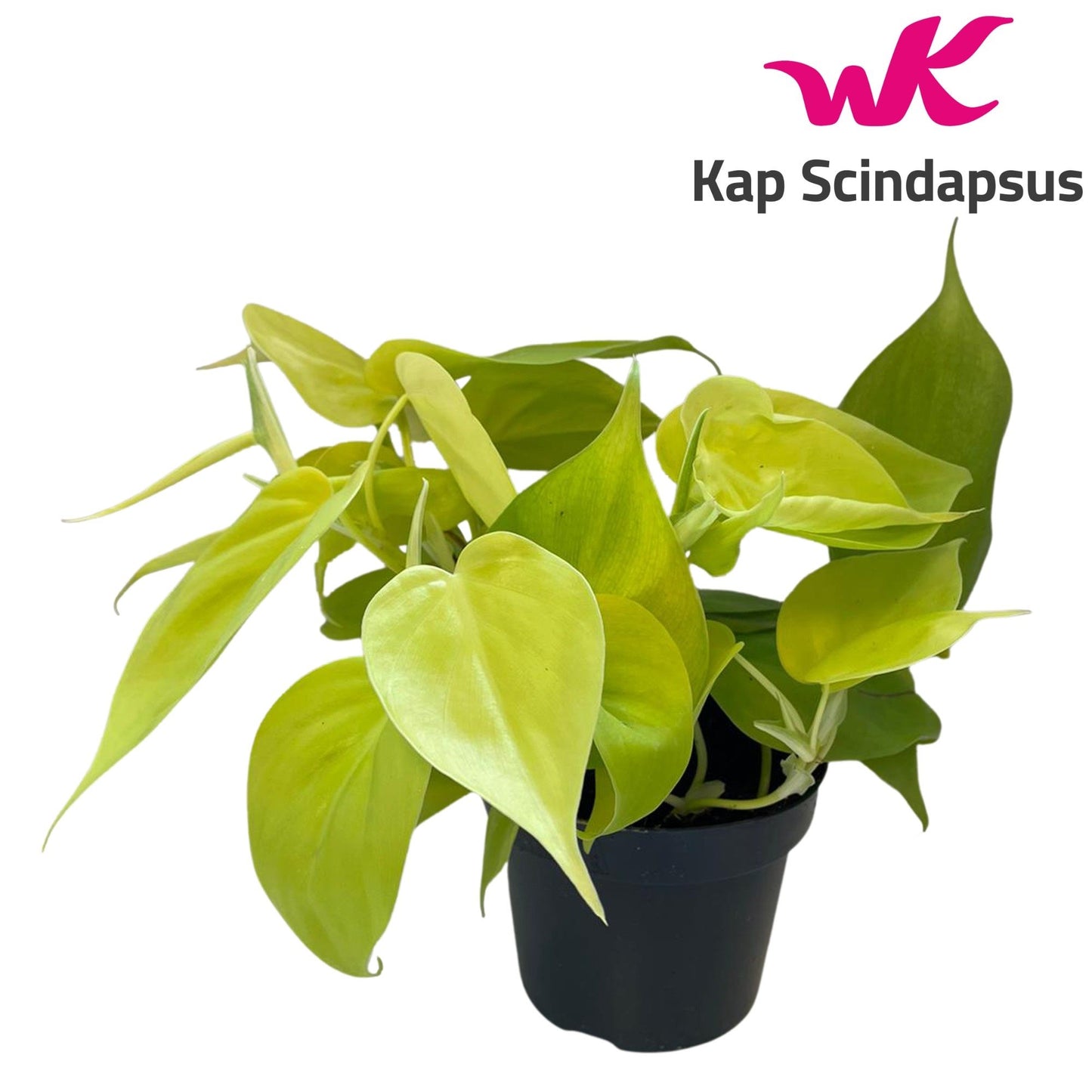 Philodendron Lime - 10cm Pot