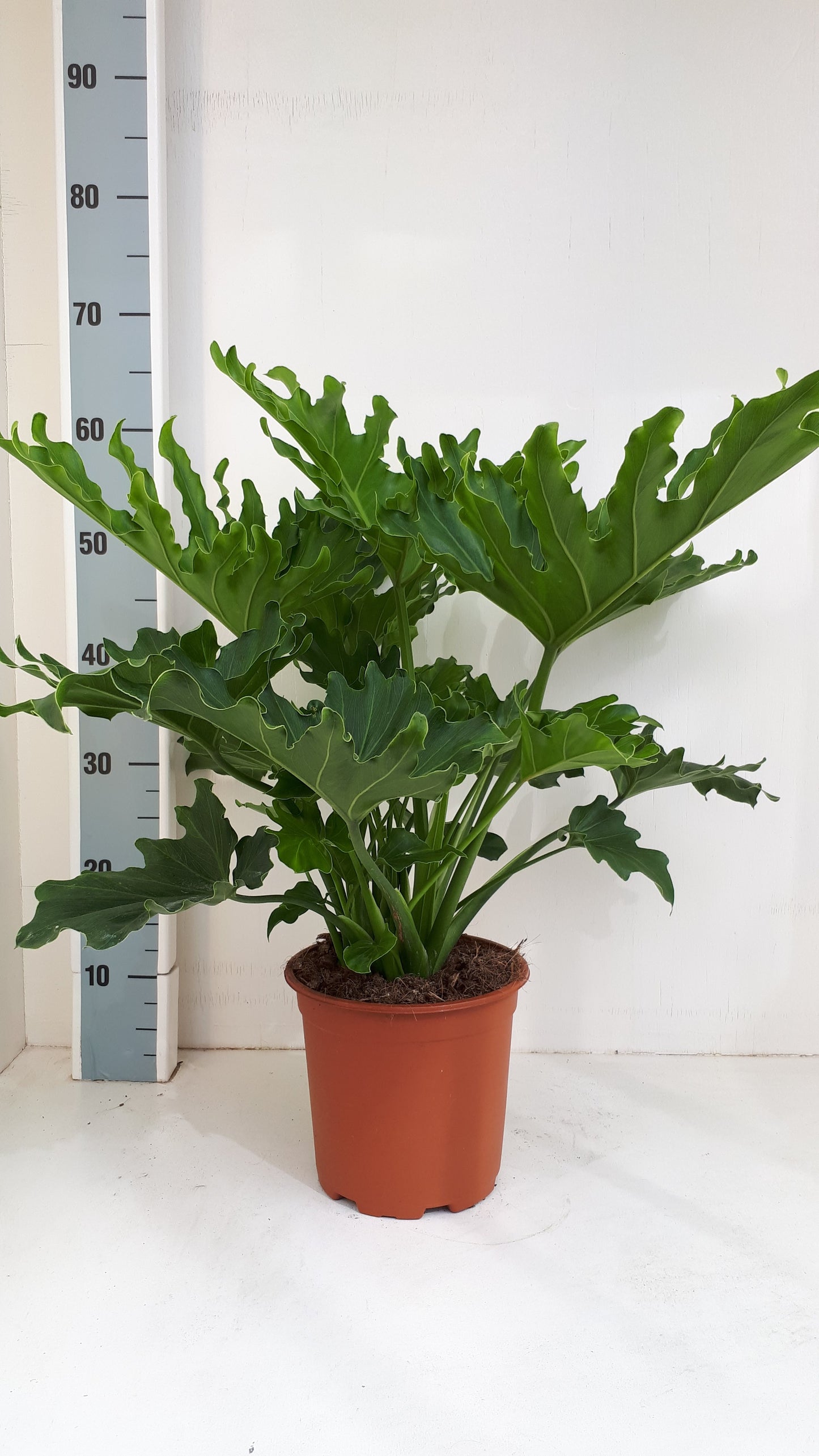 Philodendron Selloum - 10cm Pot