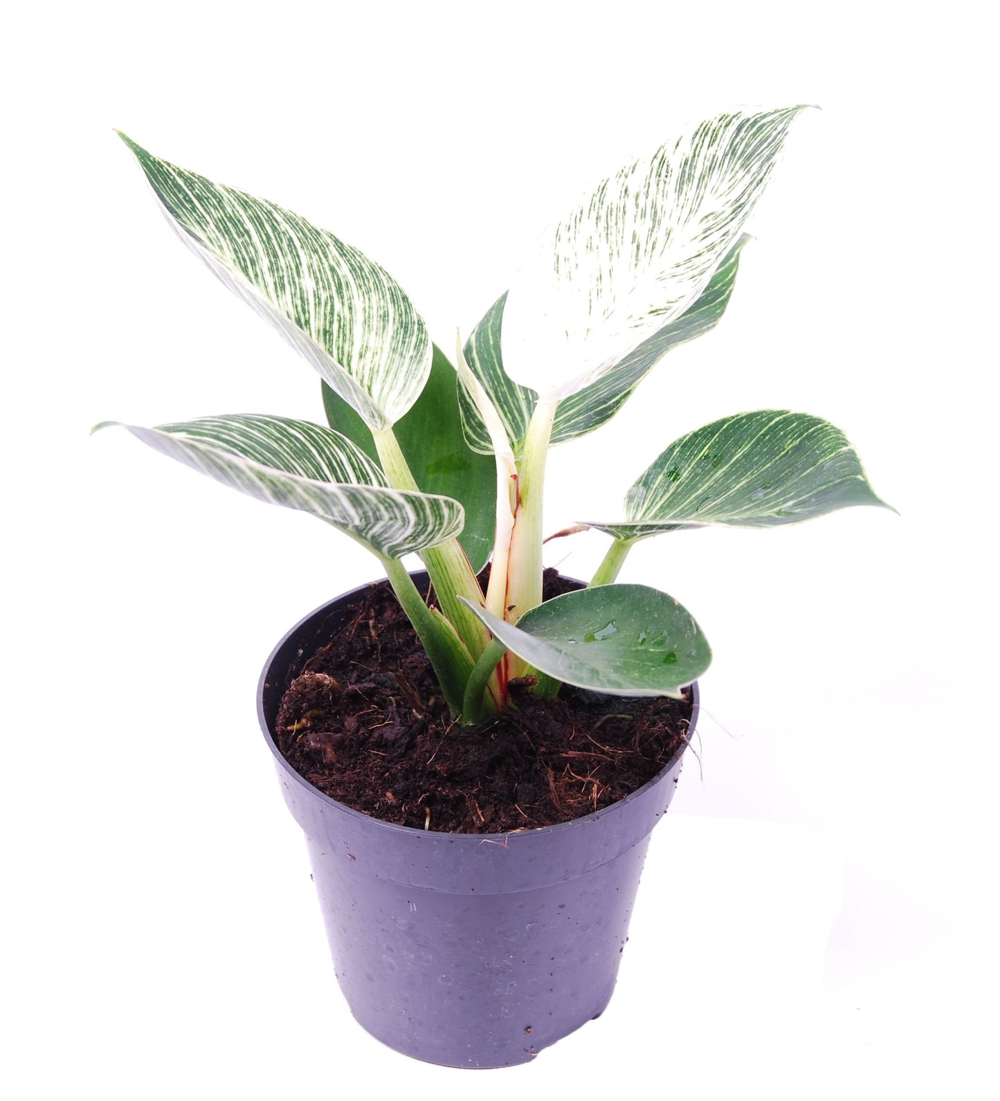 Philodendron 'Birkin' - 10cm Pot
