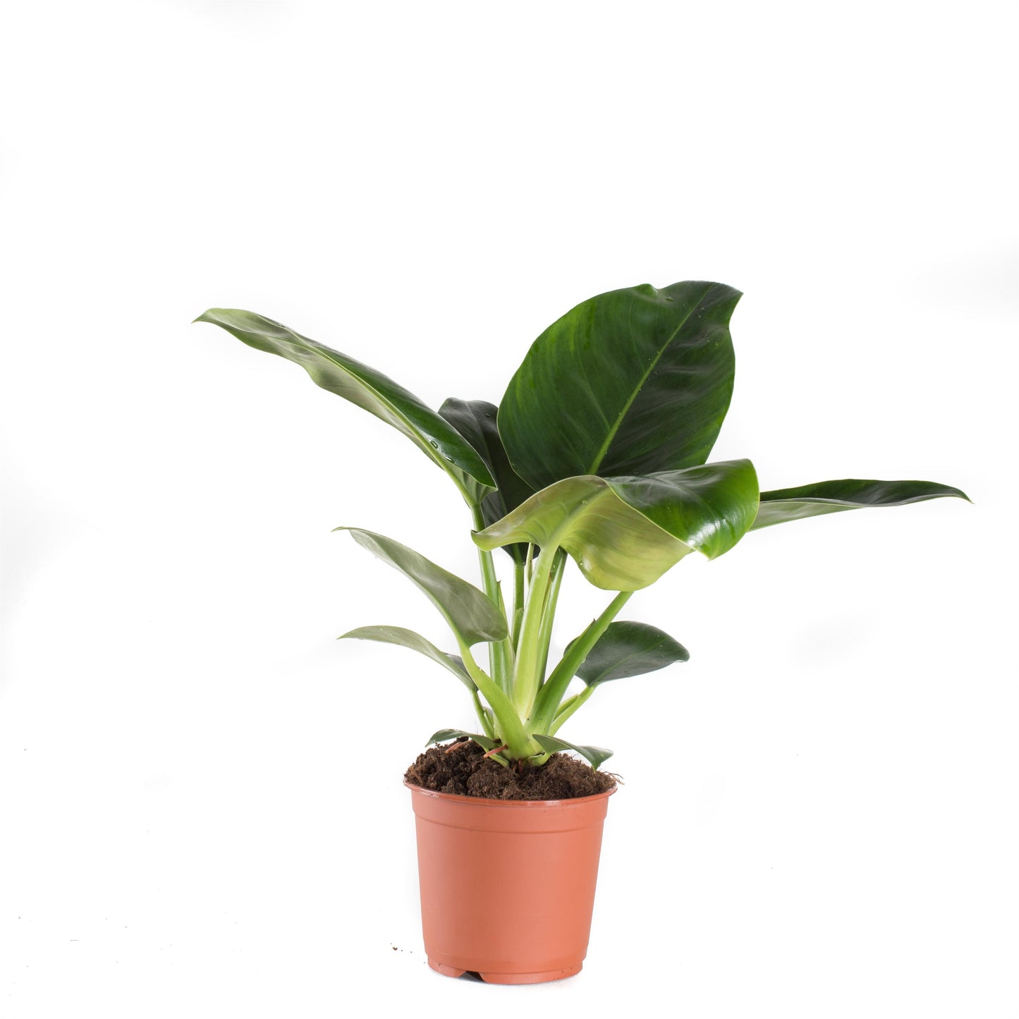 Philodendron 'Imperial Green' - 10cm Pot